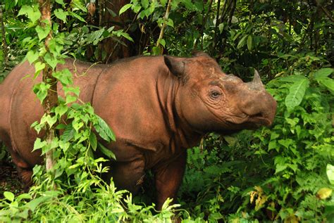 Population of endangered Sumatran rhinos is now one larger